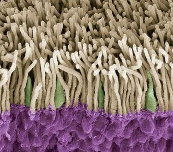 ©Science RF