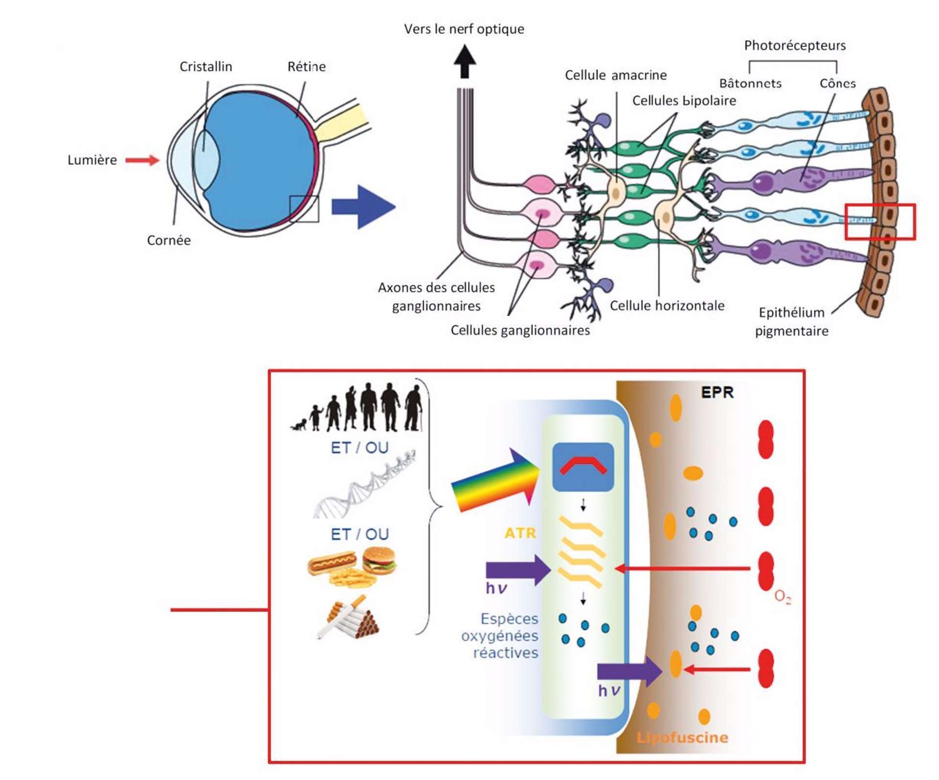 Optique cahiersophtalmologie