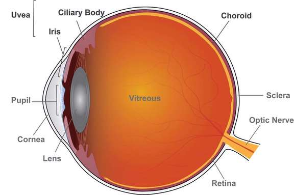 L’uvéite est une inflammation de l’œil. L’uvéite antérieure touche l’iris, l’intermédiaire touche le corps ciliaire et la postérieure affecte la choroïde. La panuvéite affecte plusieurs zones de l’uvée.&nbsp;© Lesley Earl, National Eye Institute
