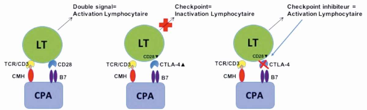Figure 1. Mode d’action des checkpoint-inhibiteurs. LT = lymphocyte T, CPA = cellule présentatrice d’antigène, CMH = complexe majeur d’histocompatibilité.
