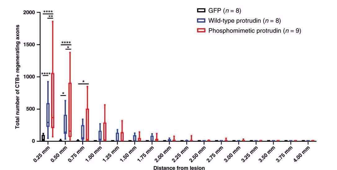 Quantification des axones régénérés en fonction de la distance par rapport au site de lésion pour les souris contrôle (GFP, en noir)) et celles ayant reçu le gène de la protrudine sauvage (en bleu) ou de la protrudine phosphomimétique (en rouge)
