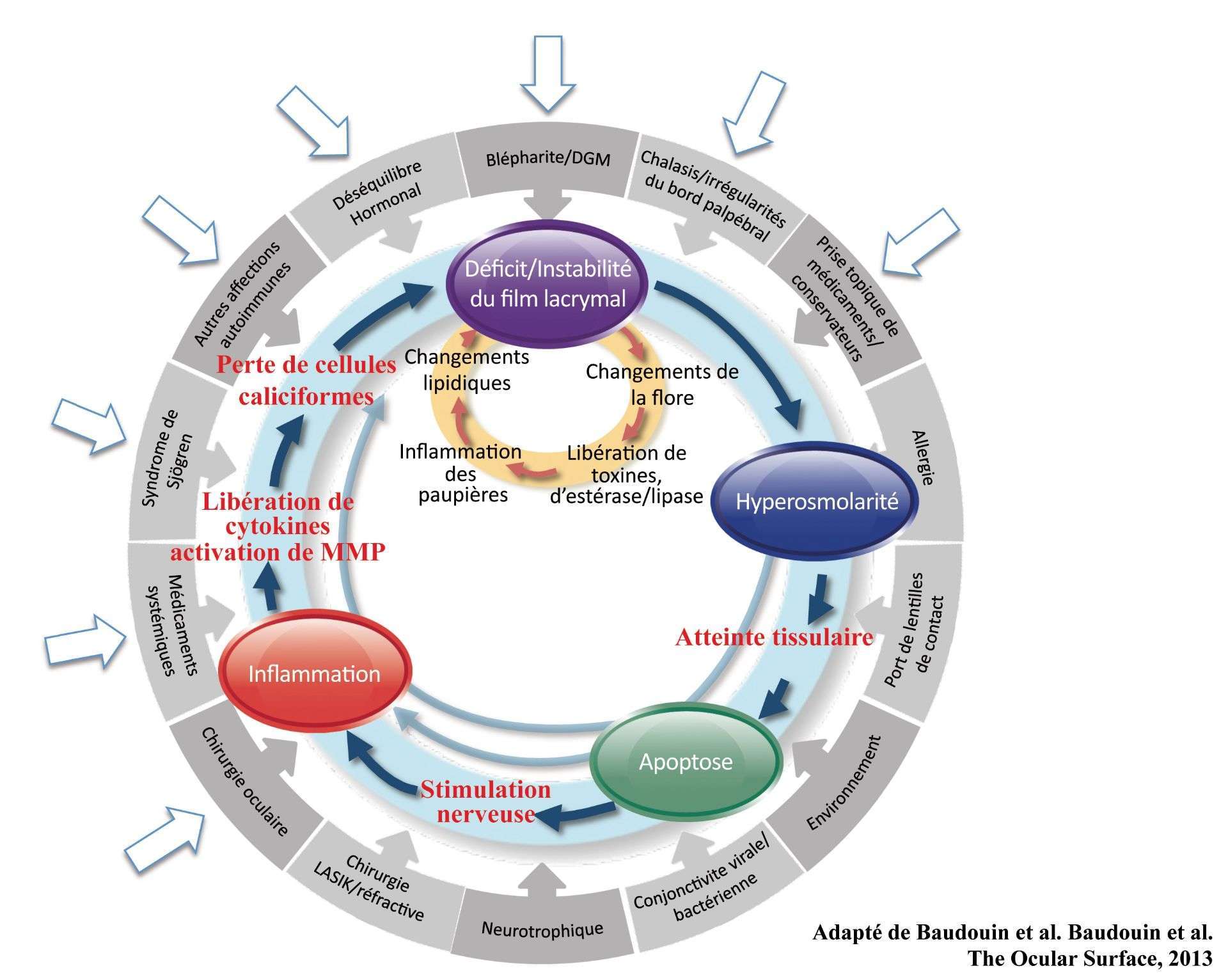 Figure 7. Cercle vicieux de la surface oculaire (adapté en français de [7]). Les flèches blanches désignent les facteurs où le ­vieillis­sement joue un rôle négatif.
