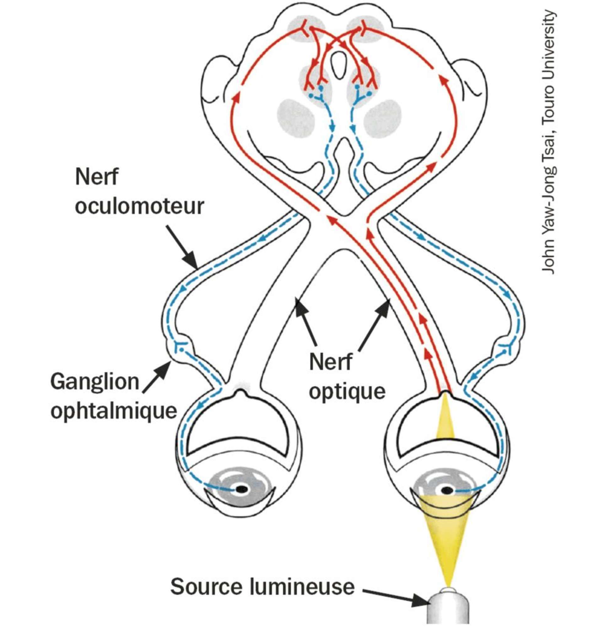 Figure 1. Les voies du réflexe photomoteur : afférente (en rouge) et efférente (en bleu).
